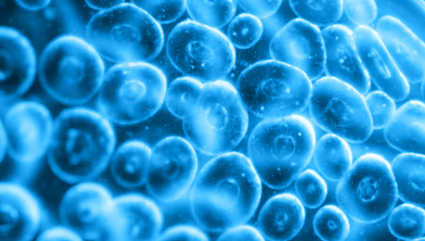 传金所 没腿没脚，细胞却能在体内游走，靠的都是一种神秘蛋白